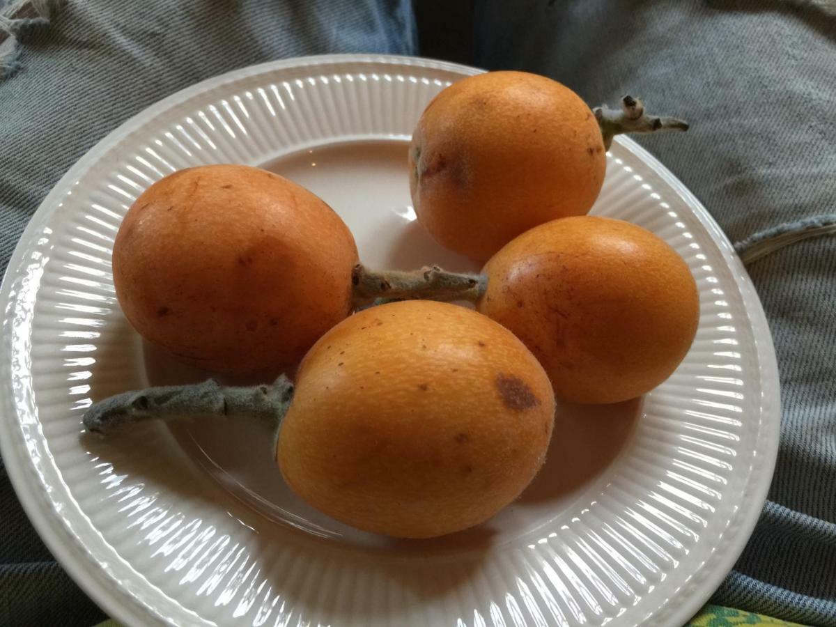 La Yurta Naranja 호텔 피네스트라트 외부 사진